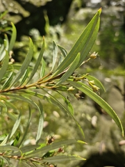 Tristania neriifolia, photograph (c) ronavery, some rights reserved (CC BY)