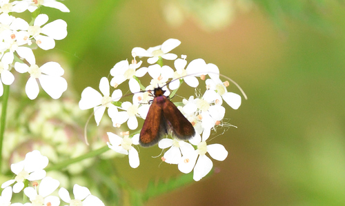 Meadow Longhorn, Leiderdorp, Nederland, photo 8 of 10