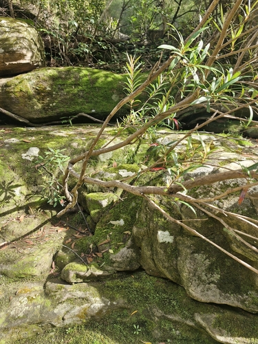 Tristania neriifolia, photograph 4