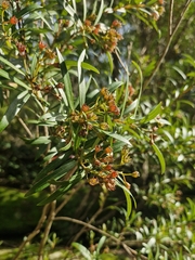 Tristania neriifolia, photograph (c) ronavery, some rights reserved (CC BY)