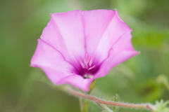 Convolvulus althaeoides althaeoides