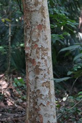 Margaritaria indica