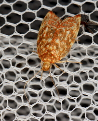 Syringoseca rhodoxantha