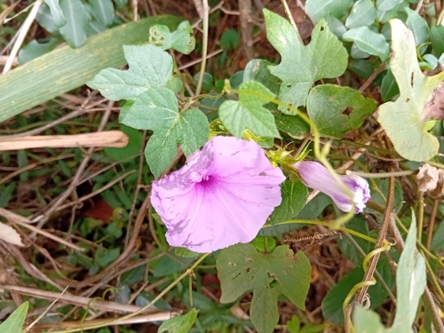 Ipomoea ficifolia, 2026-04-24