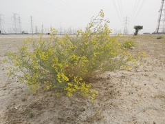 Haplophyllum tuberculatum