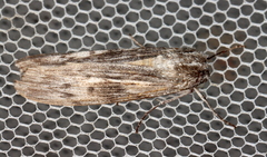 Capusa senilis