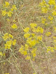 Haplophyllum tuberculatum
