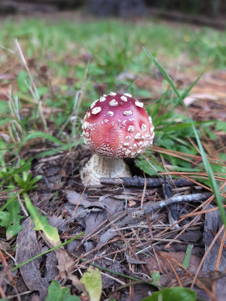 Amanita muscaria · May 2026 · photo: © tim-mcnamara (iNaturalist, cc0)