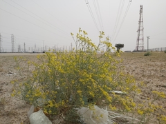 Haplophyllum tuberculatum