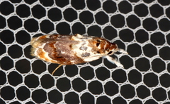 Piloprepes gelidella