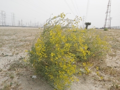 Haplophyllum tuberculatum