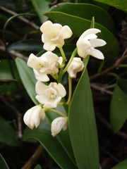 Dendrobium gracilicaule howeanum