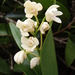 Dendrobium gracilicaule howeanum - Photo 由 Michael Keogh 所上傳的 (c) Michael Keogh，保留部份權利CC BY-NC-SA