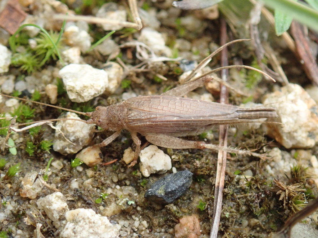 Aphonoides japonicus