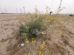 Haplophyllum tuberculatum