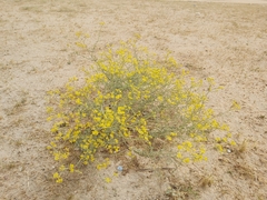 Haplophyllum tuberculatum