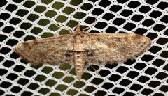 Parapoynx crisonalis