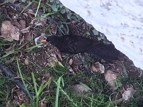 Avistamiento Turdus merula