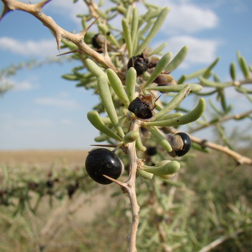 Lycium ruthenicum (Lycium ruthenicum)