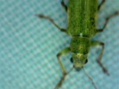 Pachyrhinus lethierryi