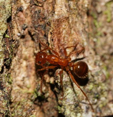 Notoncus spinisquamis