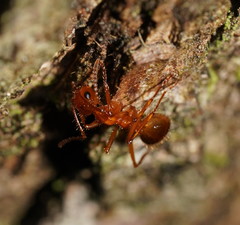 Notoncus spinisquamis