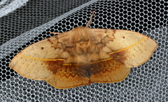 Anthela varia