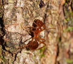 Notoncus spinisquamis