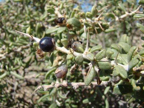 Lycium ruthenicum (Lycium ruthenicum)