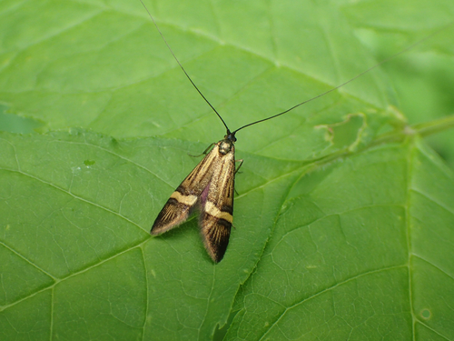 Nemophora degeerella