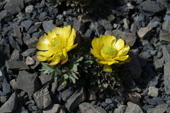 Ranunculus haastii, photograph (c) fmunoz, some rights reserved (CC BY)