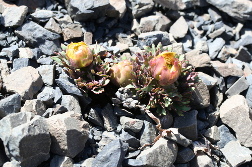 Ranunculus haastii, photograph 2