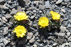 Ranunculus haastii, photograph (c) fmunoz, some rights reserved (CC BY)