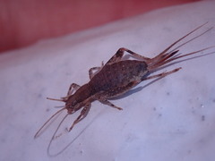 Ornebius kanetataki