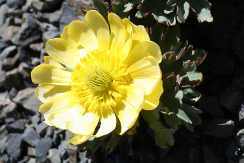 Ranunculus haastii