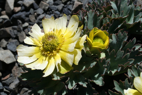 Ranunculus haastii, photograph 5