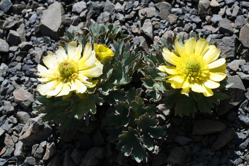Ranunculus haastii, photograph 6