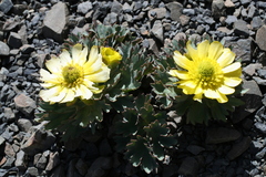 Ranunculus haastii, photograph (c) fmunoz, some rights reserved (CC BY)
