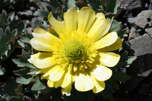 Ranunculus haastii, photograph 4