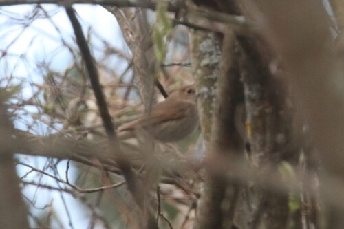 Thrush Nightingale (Luscinia luscinia), photo 2