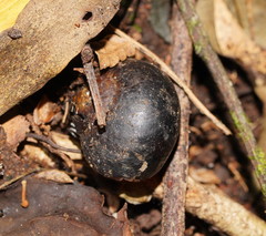 Victaphanta compacta