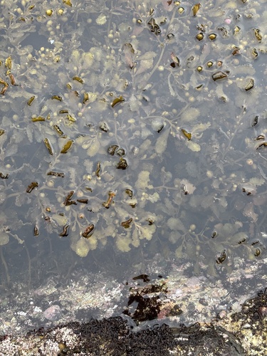 Sargassum cristaefolium observed 2026-05-03