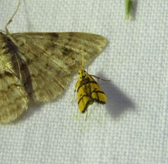 Crocanthes characotis