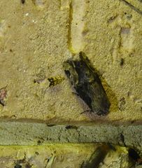 Crocanthes characotis