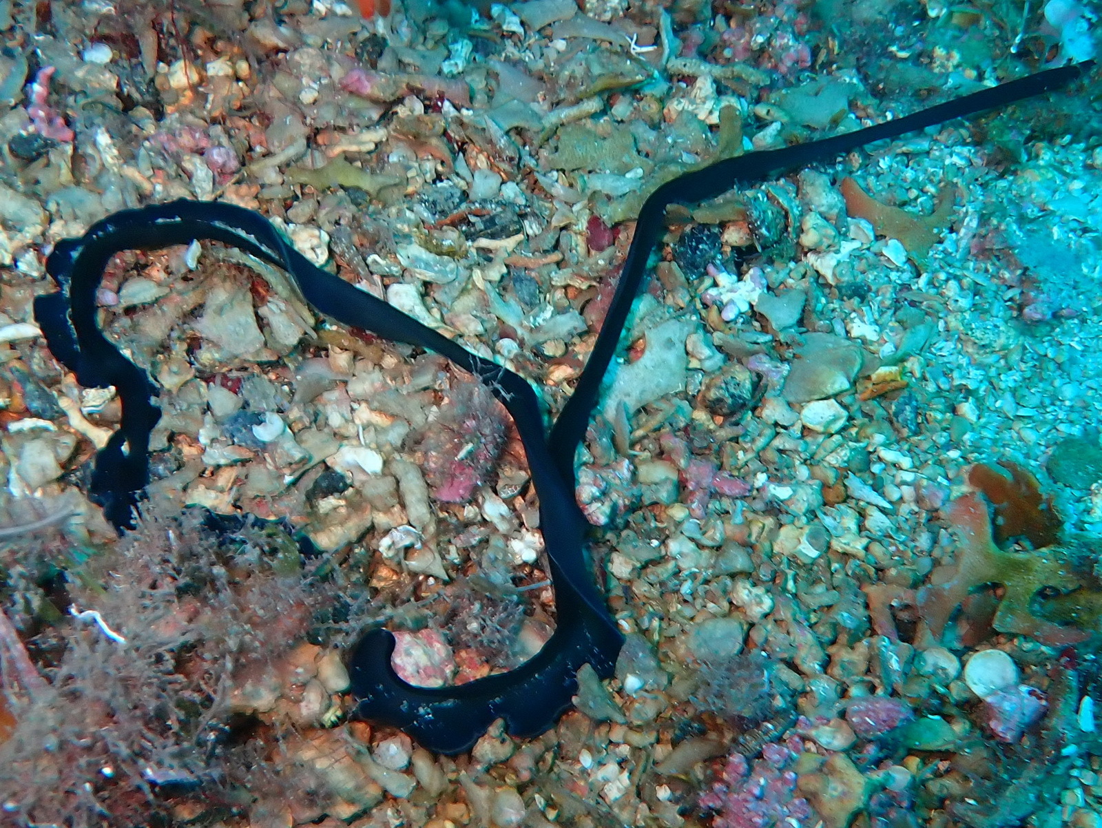 Bonellia viridis Rolando, 1822