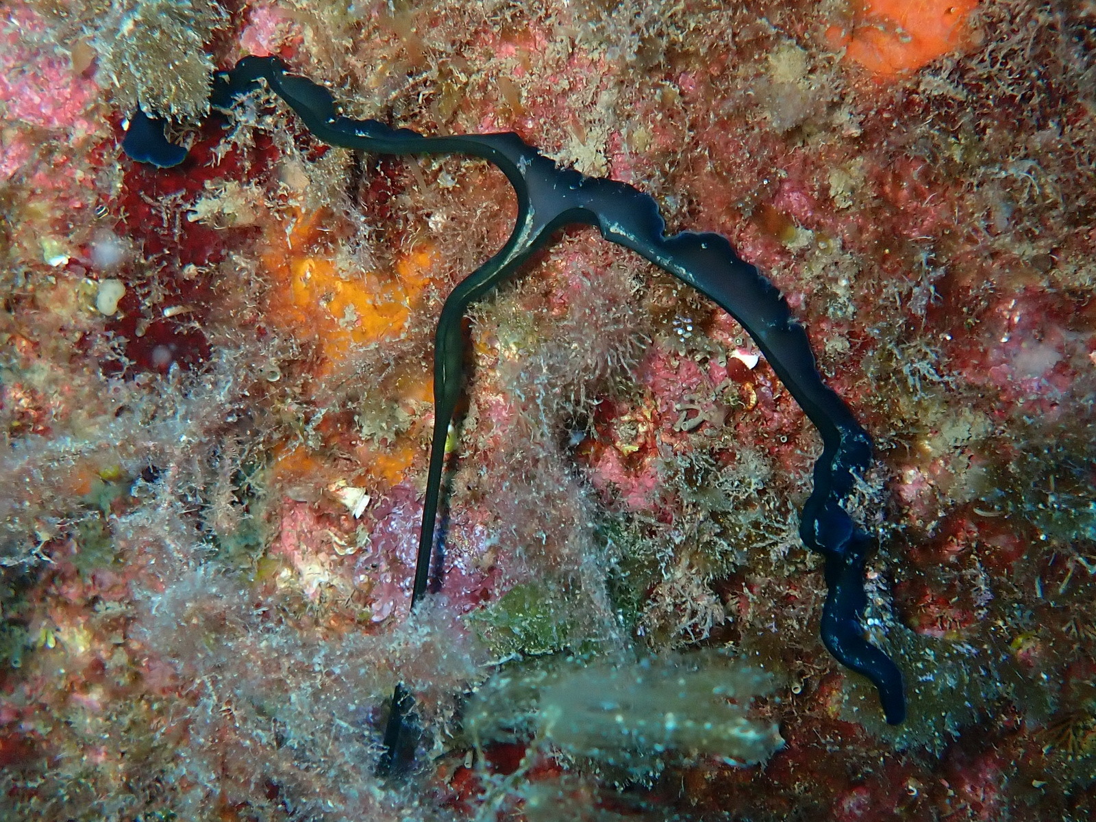 Bonellia viridis Rolando, 1822
