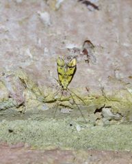 Crocanthes characotis