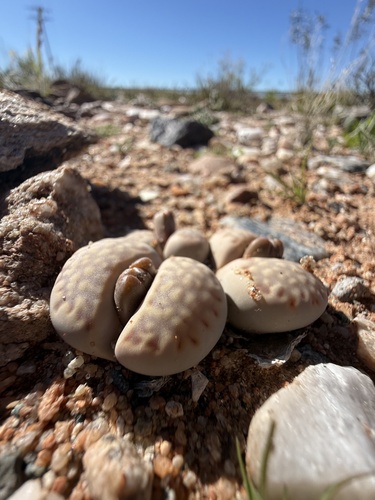 Lithops rouxii hort. ex Oesterr.