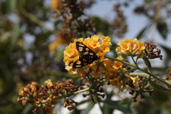 Amata trigonophora
