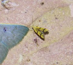 Crocanthes characotis